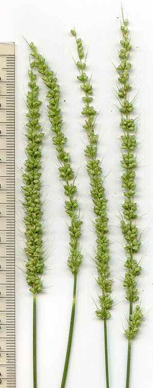  Setaria macrostachya